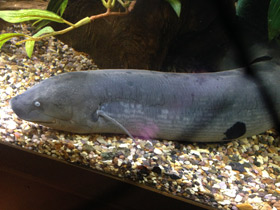 Смотреть фото Лепидосирен Фото Лепидосирен