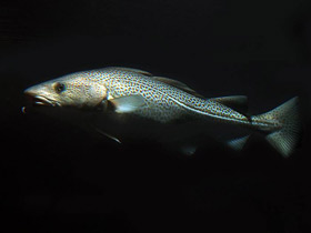 Фото Атлантическая треска