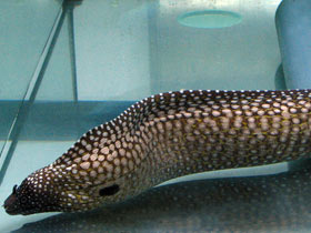 Смотреть фото Мурены: лютые волки коралловых лесов Фото Мурены: лютые волки коралловых лесов