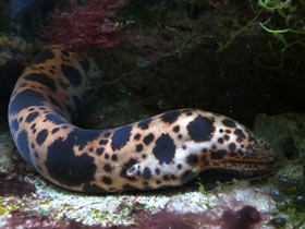 Смотреть фото Мурены: лютые волки коралловых лесов Фото Мурены: лютые волки коралловых лесов