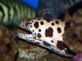 Смотреть фото Мурены: лютые волки коралловых лесов Фото Мурены: лютые волки коралловых лесов