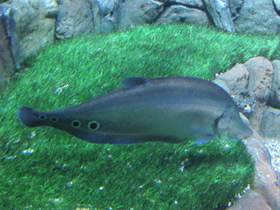 Смотреть фото Индийский глазчатый нож Фото Индийский глазчатый нож