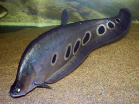 Смотреть фото Индийский глазчатый нож Фото Индийский глазчатый нож