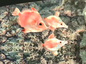 Смотреть фото Капровые (Рыбы-кабаны) Фото Капровые (Рыбы-кабаны)