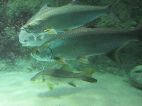 Смотреть фото Снук, обыкновенный робало Фото Снук, обыкновенный робало