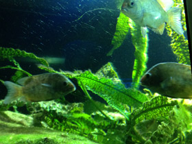 Смотреть фото Ханус Фото Ханус