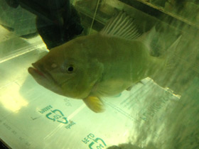 Смотреть фото Цихла келбери Фото Цихла келбери