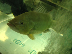 Смотреть фото Цихла келбери Фото Цихла келбери