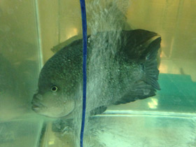 Фото Гаитянская цихлида