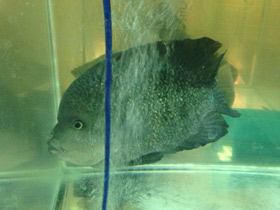 Фото Гаитянская цихлида