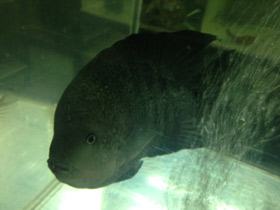 Фото Гаитянская цихлида