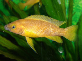 Смотреть фото Апельсиновый лампрологус Фото Апельсиновый лампрологус