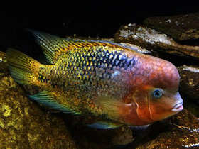 Фото Радужная цихлазома