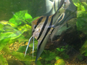 Фото Скалярия