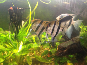 Фото Скалярия