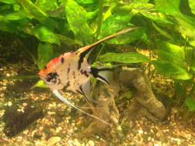 Фото Скалярия