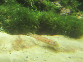 Фото Розовопятнистый бычок