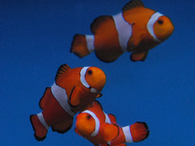 Смотреть фото Ложный клоун Фото Ложный клоун