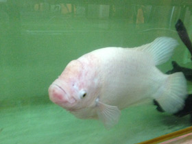 Смотреть фото Промысловый, или гигантский гурами Фото Промысловый, или гигантский гурами