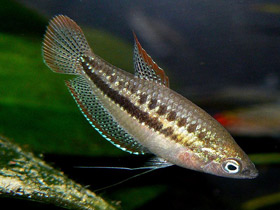 Смотреть фото Карликовый гурами Фото Карликовый гурами