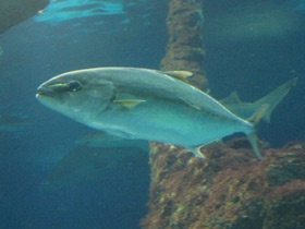 Смотреть фото Потешки о животных для малышей Фото Потешки о животных для малышей