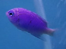 Смотреть фото Хризиптера Шпрингера Фото Хризиптера Шпрингера