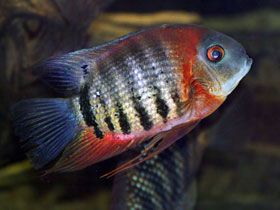 Смотреть фото Красноплечий северум Фото Красноплечий северум