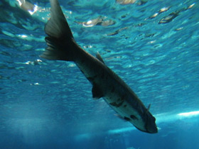 Фото Большая барракуда