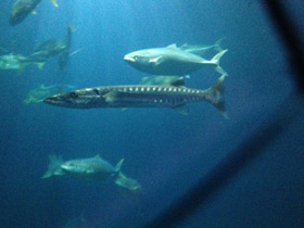 Фото Большая барракуда