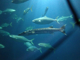 Фото Большая барракуда