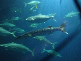 Фото Большая барракуда