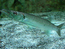 Фото Большая барракуда