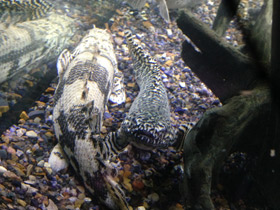 Фото Многопер Дельгеза