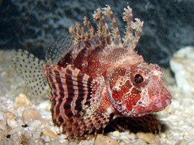 Карликовая крылатка Карликовая крылатка