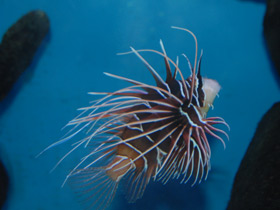 Фото Радиальная крылатка