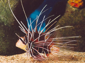 Фото Радиальная крылатка