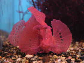 Фото Рыба-скорпион Эйшмера