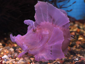 Фото Рыба-скорпион Эйшмера