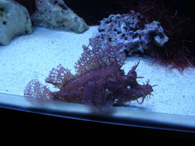 Фото Косматая рыба-скорпион