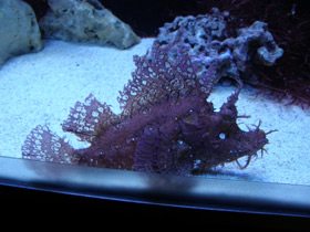 Фото Косматая рыба-скорпион