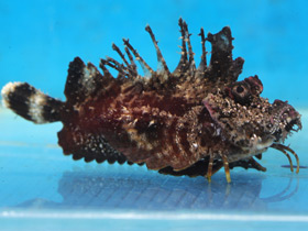 Фото Японская бородавчатка