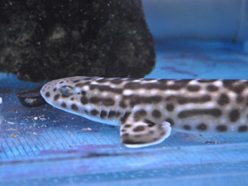 Смотреть фото Коралловая кошачья акула Фото Коралловая кошачья акула