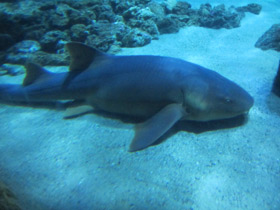 Смотреть фото Усатая акула-нянька Фото Усатая акула-нянька