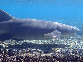 Смотреть фото Ржавая акула-нянька Фото Ржавая акула-нянька