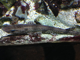 Смотреть фото Звёздчатая кошачья акула Фото Звёздчатая кошачья акула