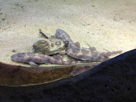 Смотреть фото Звёздчатая кошачья акула Фото Звёздчатая кошачья акула