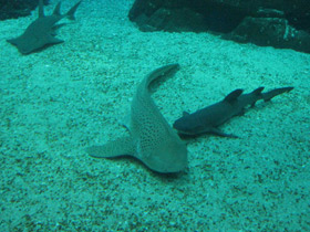 Смотреть фото Зебровая акула Фото Зебровая акула