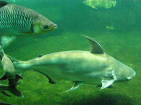 Смотреть фото Высокоплавничный пангасиус Фото Высокоплавничный пангасиус