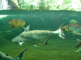 Смотреть фото Высокоплавничный пангасиус Фото Высокоплавничный пангасиус