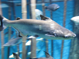 Смотреть фото Высокоплавничный пангасиус Фото Высокоплавничный пангасиус